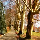 Insel Mainau im Herbst