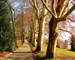 Insel Mainau im Herbst