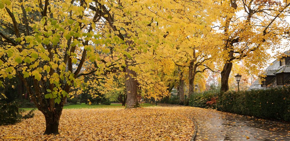 Insel Mainau im Herbst