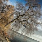 Insel Mainau im November