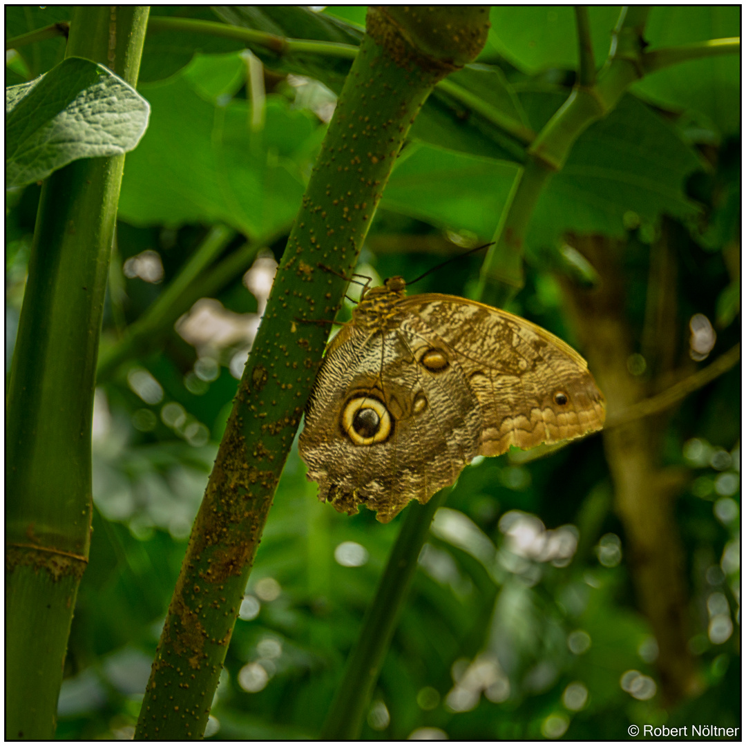 Insel Mainau - Im Schmetterlingshaus