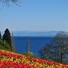 Insel Mainau Im Sonnenschein