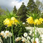 Insel Mainau / Kaiserkronen und Narzissen