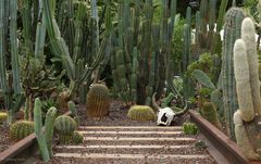 Insel Mainau mit der Kakteen Ausstellung im Palmenhaus