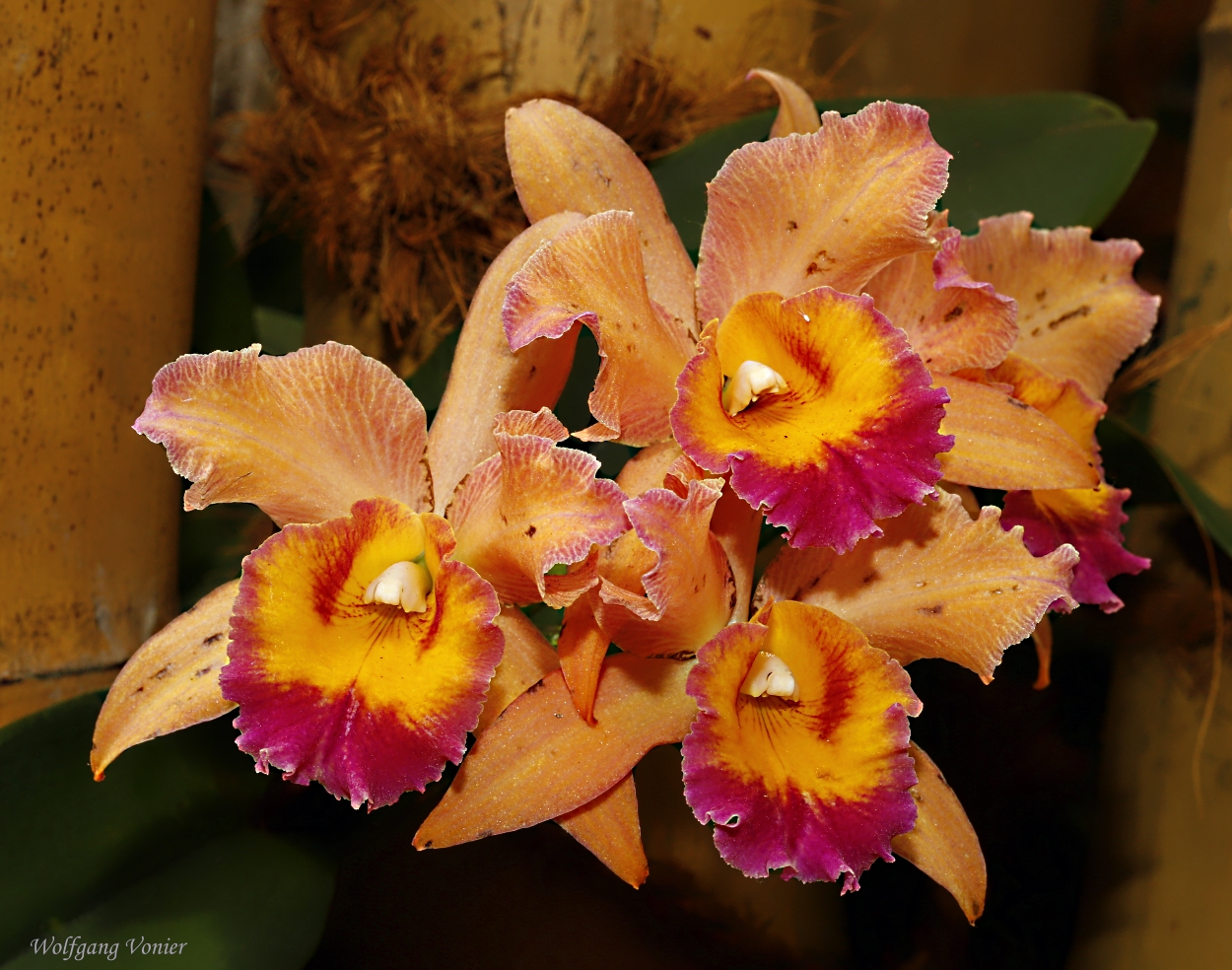 Insel Mainau Orchidee Schau