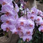 Insel Mainau / Orchideen 1