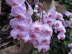 Insel Mainau / Orchideen 1