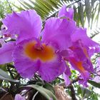 Insel Mainau / Orchideen 2
