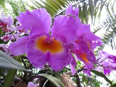 Insel Mainau / Orchideen 2