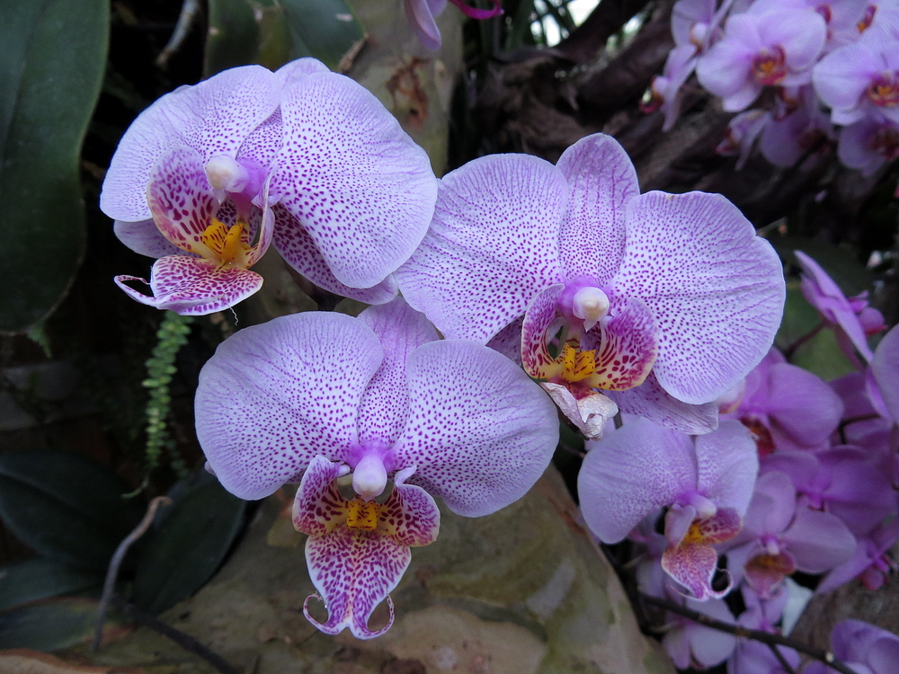 Insel Mainau / Orchideen 3