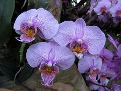 Insel Mainau / Orchideen 3