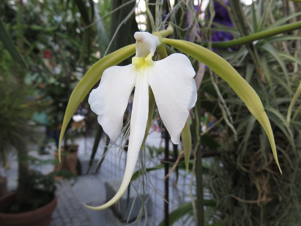 Insel Mainau / Orchideen 4