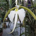 Insel Mainau / Orchideen 4