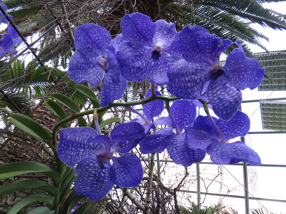 Insel Mainau / Orchideen 5