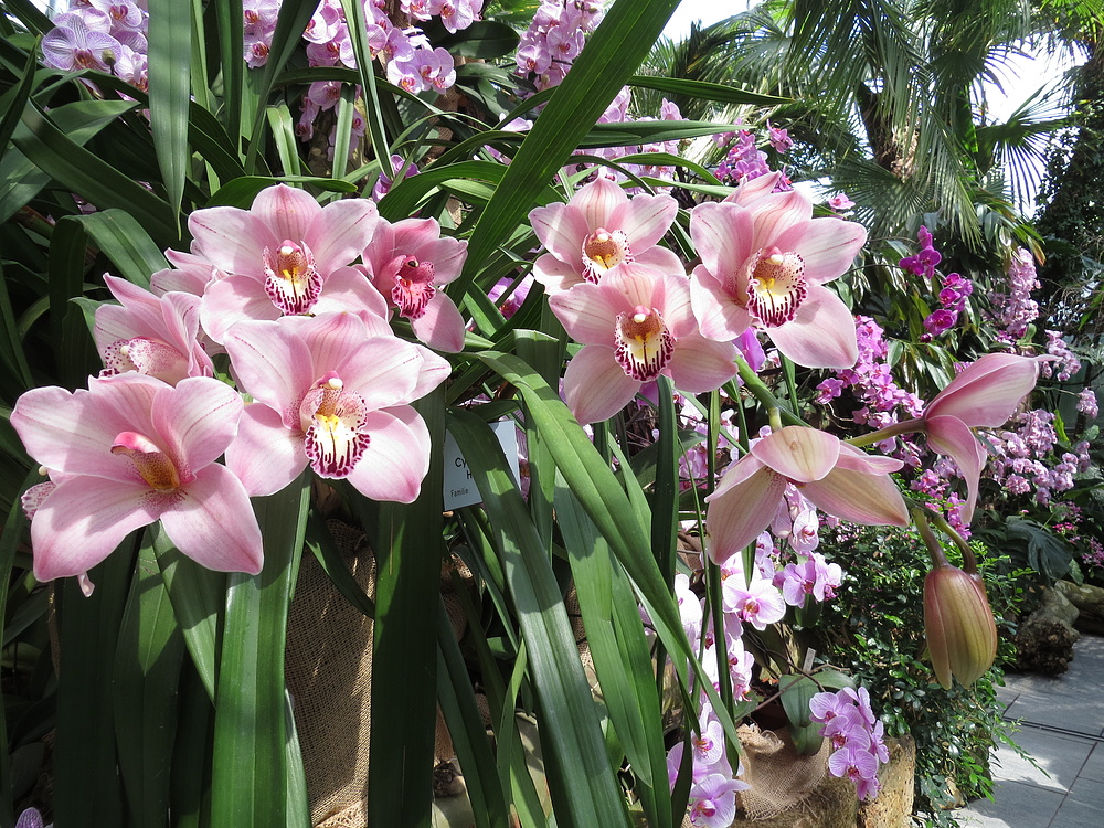 Insel Mainau / Orchideen 6