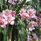 Insel Mainau / Orchideen 6