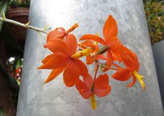 Insel Mainau / Orchideen 7