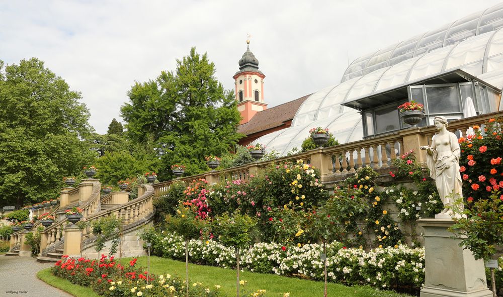 Insel Mainau Rosengarten mit Schlosskirche 