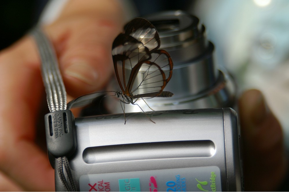 Insel Mainau Schmetterling will fotografieren