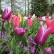 Insel Mainau