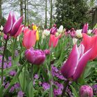 Insel Mainau / Tulpen 1