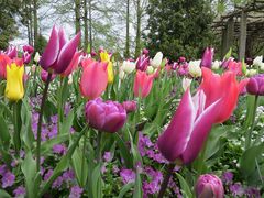 Insel Mainau / Tulpen 1