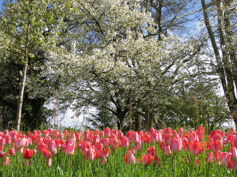 Insel Mainau / Tulpen 2