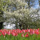 Insel Mainau / Tulpen 2