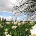 Insel Mainau / Tulpen 3