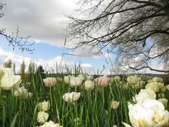 Insel Mainau / Tulpen 3