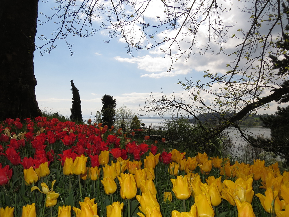 Insel Mainau / Tulpen 4