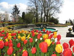 Insel Mainau / Tulpen 5