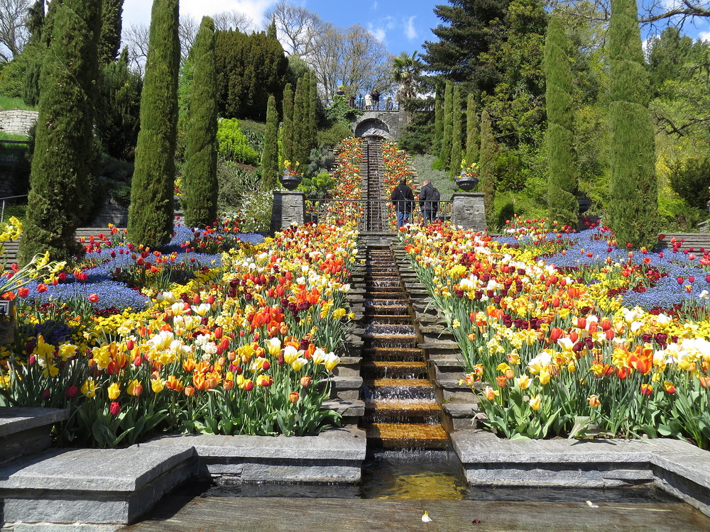 Insel Mainau / Tulpen 6