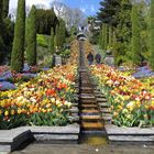 Insel Mainau / Tulpen 6