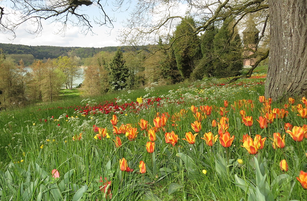 Insel Mainau / Tulpen 8