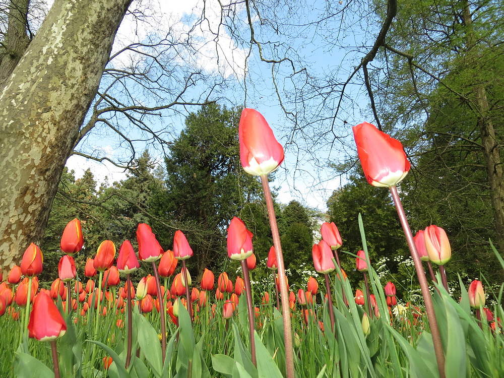 Insel Mainau / Tulpen 9