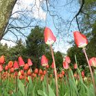 Insel Mainau / Tulpen 9