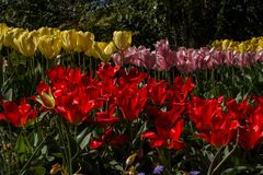 Insel Mainau-Tulpen