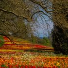 Insel Mainau- Tulpenlandschaft mit Bäumen