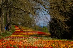 Insel Mainau- Tulpenlandschaft mit Bäumen