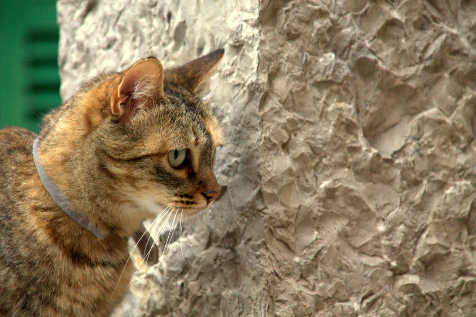 Insel Mallorca (E) -Katze in Fornalutx-