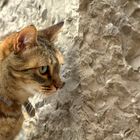 Insel Mallorca (E) -Katze in Fornalutx-