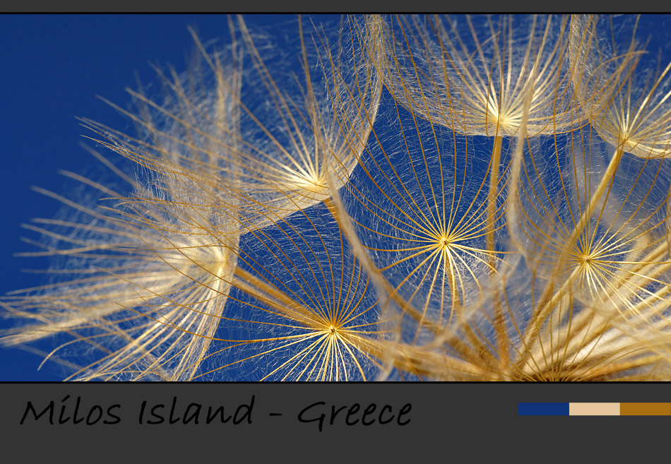 Insel Milos – Faszination Makrofotografie