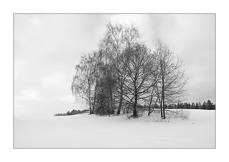 Insel mit Bäumen