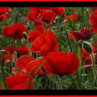 "Insel - Mohn"