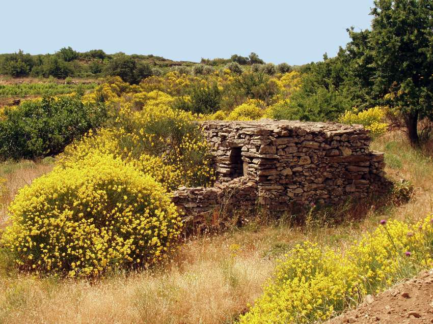 Insel Naxos - Ginster