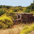 Insel Naxos - Ginster