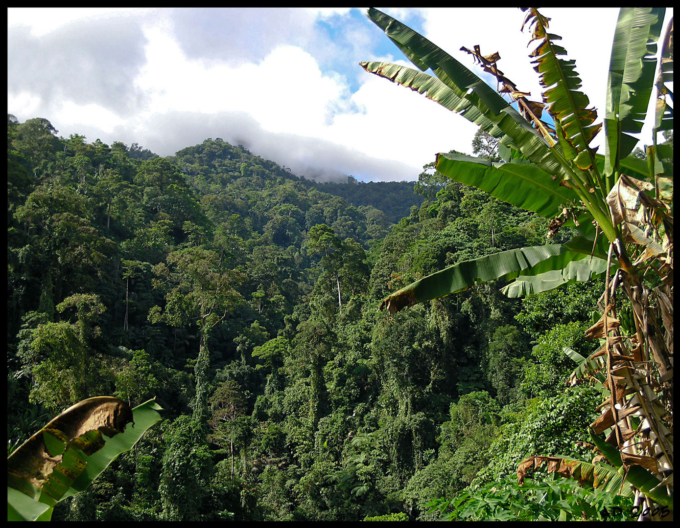 insel negros