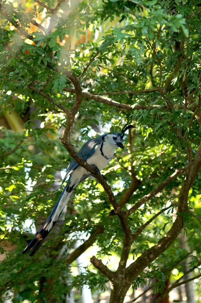 Insel Ometepe Nicaragua