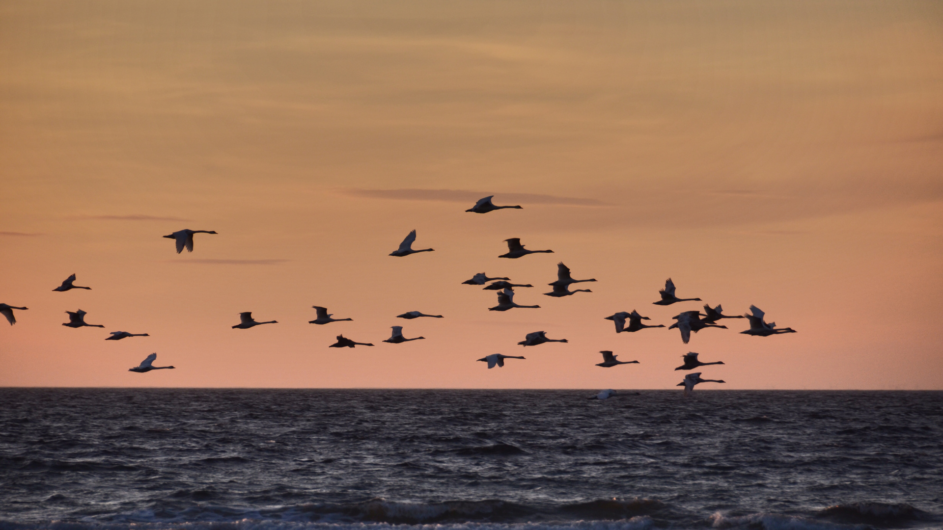 Insel Poel, Am schwarzen Busch